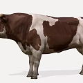 Brown And White Cow With Horns Standing Isolated On White Background