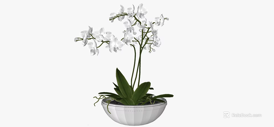 Beautiful White Orchid Bonsai Plant With Green Leaves In White Bowl 3d model 