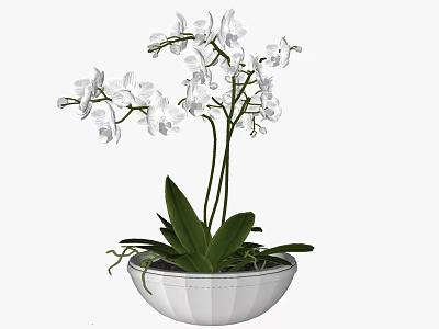 Beautiful White Orchid Bonsai Plant With Green Leaves In White Bowl 3d model