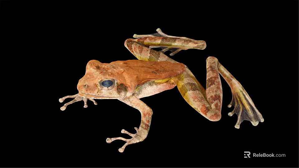 Brown And Yellow Spotted Frog With Large Eyes And Webbed Feet Resting 3d model 