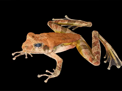 Brown And Yellow Spotted Frog With Large Eyes And Webbed Feet Resting 3d model