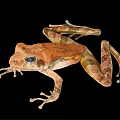 Brown And Yellow Spotted Frog With Large Eyes And Webbed Feet Resting