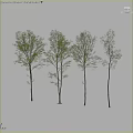 Tall Lush Green Garden Trees As Key Landscaping Features In Landscape