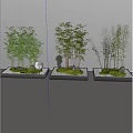 Decorative Bamboo Plants in Planters With Stones Moss and Pebbles