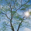 Tall Arbor Tree With Lush Green Leaves Under Bright Blue Sky And Sunlight