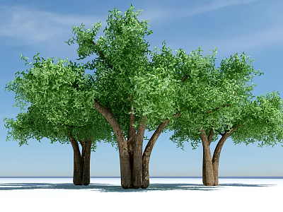 Tall Deciduous Trees with Thick Trunks and Lush Green Foliage Under Blue Sky 3d model