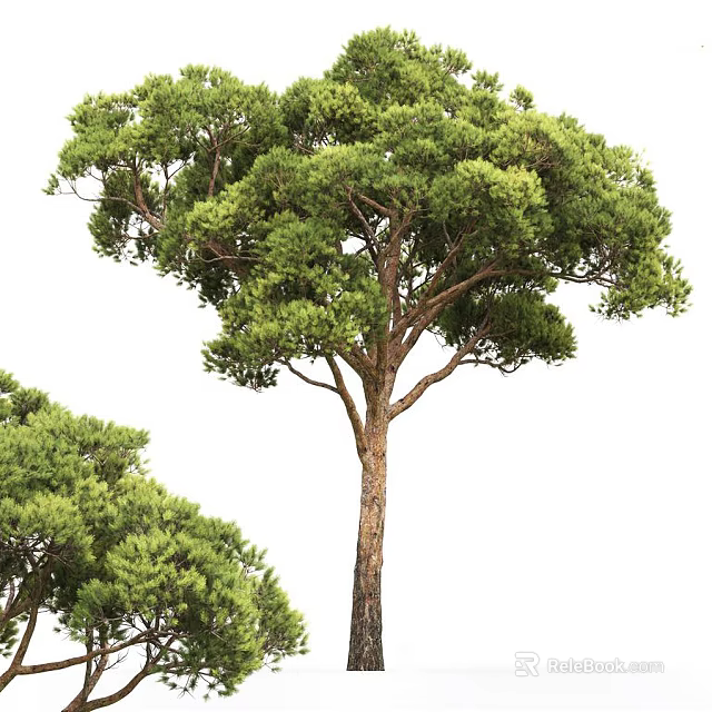 Tall Pine Arbor Tree With Lush Green Foliage And Brown Trunk 3d model 