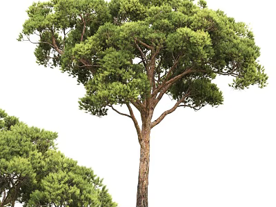 Tall Pine Arbor Tree With Lush Green Foliage And Brown Trunk 3d model