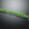 Grape Vine Trellis With Green Vines Yellow Small Flowers And Wooden Support Poles