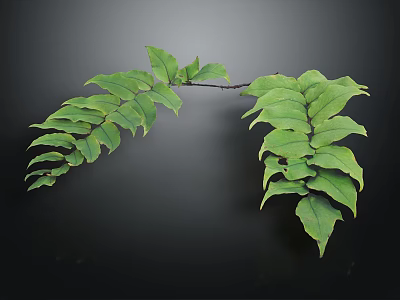 Fern Plant With Green Lush Spreading Leaves And Vibrant Foliage On Black Background 3d model