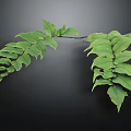 Fern Plant With Green Lush Spreading Leaves And Vibrant Foliage On Black Background