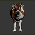 Brown And White Cow Standing On Black Floor With Reflection Against Gray Background