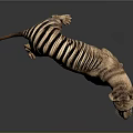 Thylacine 3D Model With Brown Body And Black Stripes Standing On Dark Background With Reflection