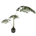 Potted Bonsai Fern Plant With Slender Stems And Feathery Fronds In Terracotta Pot