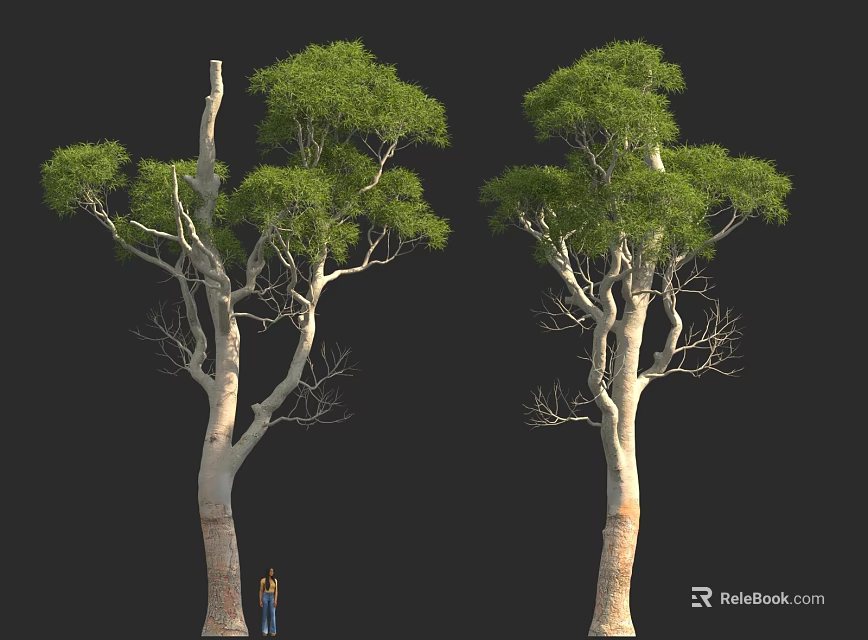 Tall Trees With Thick Trunks And Green Leaves Beside Person For Scale 3d model 
