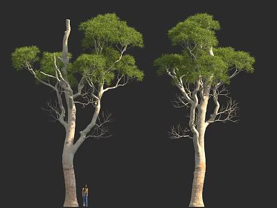 Tall Trees With Thick Trunks And Green Leaves Beside Person For Scale 3d model