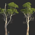 Tall Trees With Thick Trunks And Green Leaves Beside Person For Scale