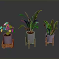 Indoor Green Plants in Purple Pots on Wooden Stands with Various Leaf Shapes