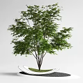 landscape tree red maple claw maple pond 3d model