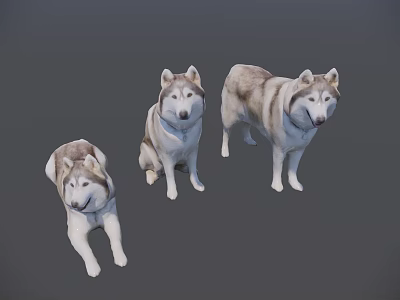Husky pet dog model 3d model Husky pet dog model 3d model