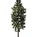 pine tree 3d model