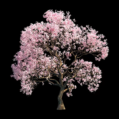 Blooming Tree With Pink Flowers And Lush Branches Against Black Background 3d model