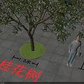 Sweet Osmanthus Tree 3 Meters Height with Person Standing on Square Tile Floor