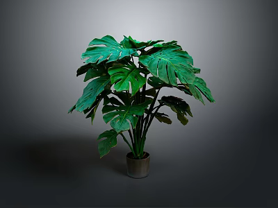 Monstera Plant With Large Green Leaves In Metallic Pot Against Grey Background 3d model