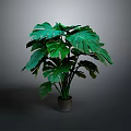 Monstera Plant With Large Green Leaves In Metallic Pot Against Grey Background