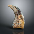 Prehistoric Creature Fossil Specimen With Textured Surface And Curved Shape