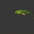 Green Insect With Slender Body And Long Antennae On Smooth Surface Dark Background Reflection