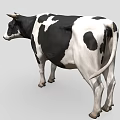 Black And White Spotted Cow Standing Isolated On Gray Background 3d model