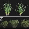 Various Cultivated Crops Including Chinese Chives Thyme Red veined Sorrel Fennel and Patchouli