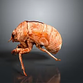 Realistic Brown Beetle With Detailed Exoskeleton In Crawling Position On Gray Gradient Background 3d model