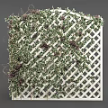 Decorative Vines Covering White Lattice Panels With Green Leaves And Berries
