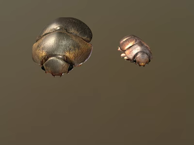 Detailed View Of Large And Small Metallic Beetles On Brown Background 3d model