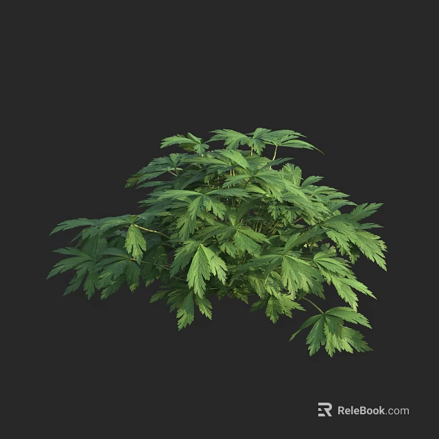 Lush Green Plant With Dense Leaves In Rounded Shape On Dark Background 3d model 