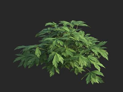 Lush Green Plant With Dense Leaves In Rounded Shape On Dark Background 3d model