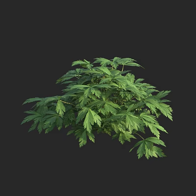 Lush Green Plant With Dense Leaves In Rounded Shape On Dark Background 3d model