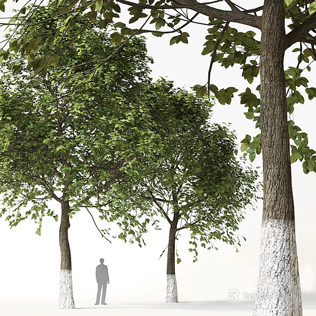 Tall Arbor Trees with Lush Green Foliage White Painted Trunks and Person Silhouette 3d model 