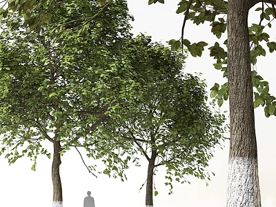 Tall Arbor Trees with Lush Green Foliage White Painted Trunks and Person Silhouette 3d model