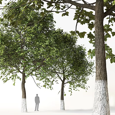 Tall Arbor Trees with Lush Green Foliage White Painted Trunks and Person Silhouette 3d model