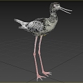 Modern long-legged sandpiper animal creature 3d model