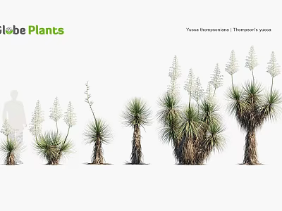 Modern Yucca Narrow-leaf Yucca 3d model