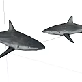 Two Grey And Black Sharks With Pointed Fins As Aquatic Marine Animals