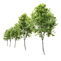 Multiple Green Arbor Trees With Slender Trunks And Lush Leaves Arranged In Different Heights