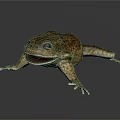 Realistic Brown Toad With Open Mouth On Dark Background Showing Reflection