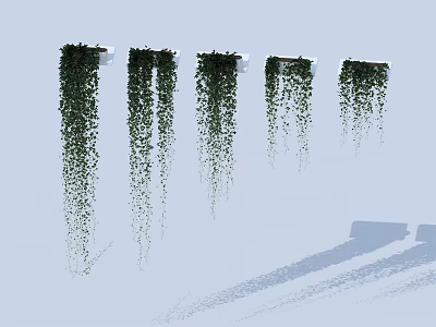 Hanging Green Vines in Five White Planters with Light Blue Background and Shadows 3d model