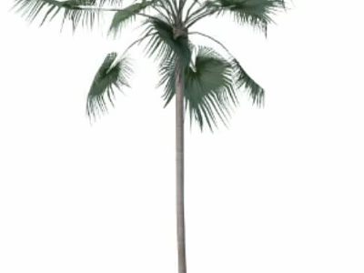Tall Palm Tree With Green Fronds And Straight Trunk Isolated On White 3d model