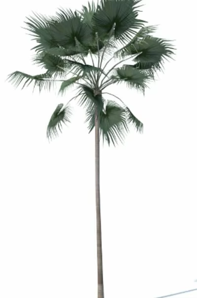 Tall Palm Tree With Green Fronds And Straight Trunk Isolated On White 3d model